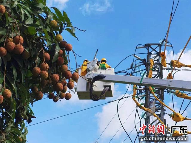 南方电网广东茂名供电局加快电网提档升级(黄琦之 摄) 南方电网广东茂名供电局加快电网提档升级(黄琦之 摄)