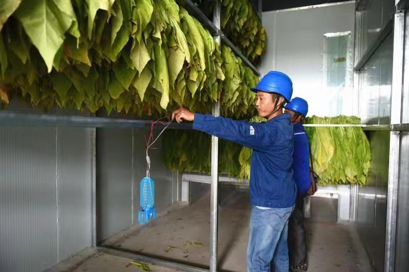 国网广元供电:全电烤烟赋能"双碳"绿色发展