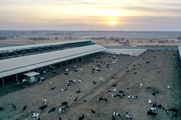 夕阳下的牛奶养殖厂。（史俊毫 摄）_副本.jpg